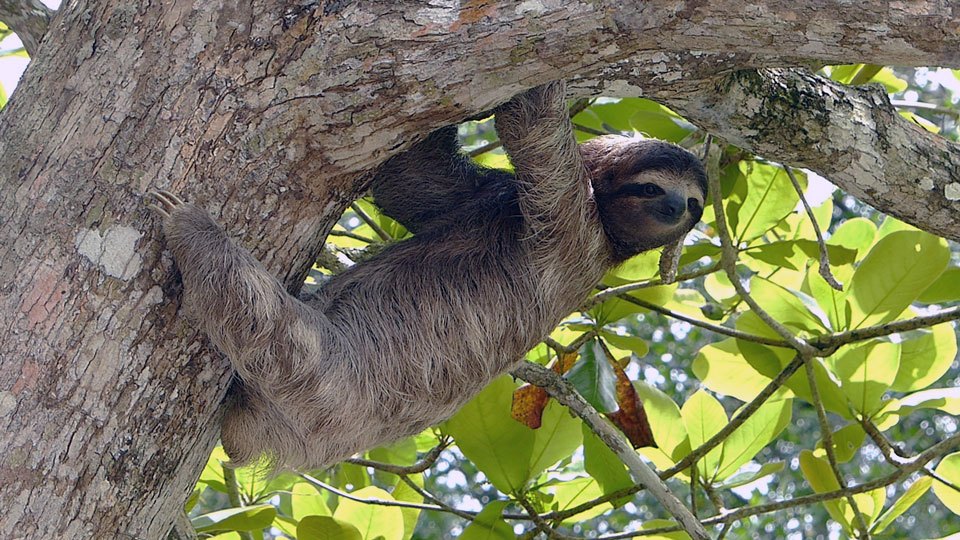 A sloth is slow. A sloth is persistent. A sloth always gets where it is going. Photograph of a sloth. 